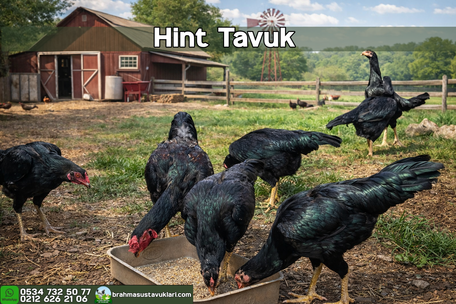 Hint Tavuğu Kuluçkalık Yumurta İstanbul Süs TAVUKLARI Hint Tavuğu Kuluçkalık Yumurta