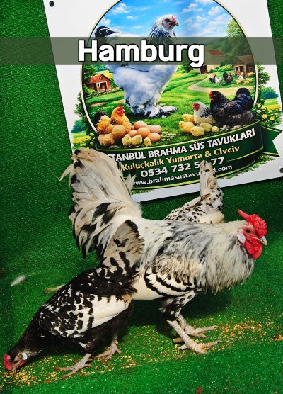Hamburg Kuluçkalık Yumurta Civciv İstanbul