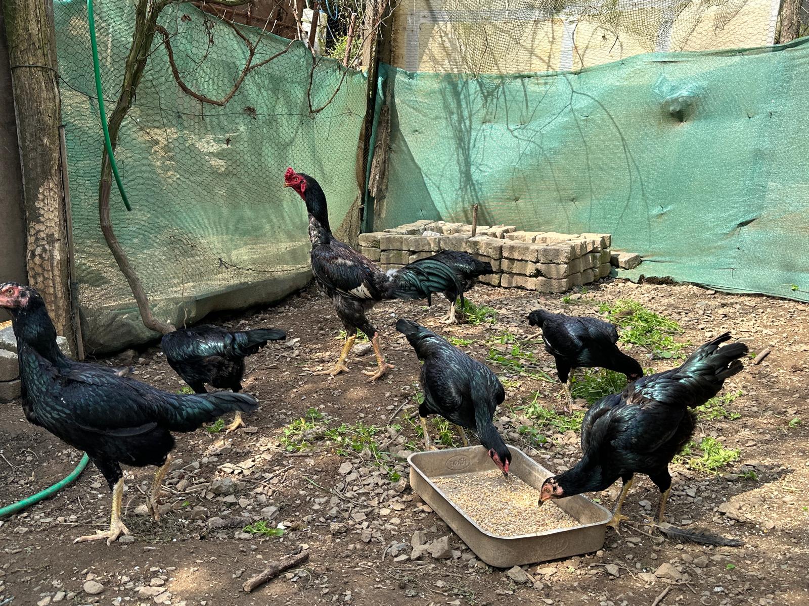 Hint Tavuğu Kuluçkalık Yumurta İstanbul Süs TAVUKLARI Hint Tavuğu Kuluçkalık Yumurta - Görsel 3