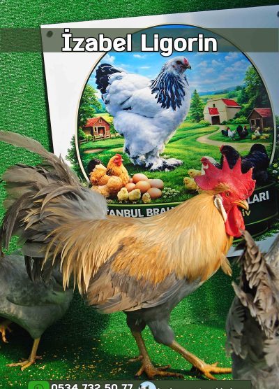 İzabel Ligorin Kuluçkalık Yumurta Civciv İstanbul