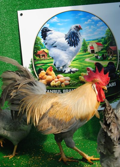 İzabel Ligorin Kuluçkalık Yumurta