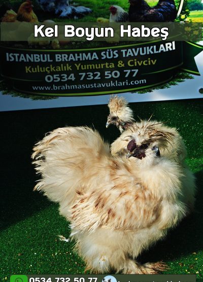 Kel Boyun Beyaz Habeş Kuluçkalık Yumurta Civciv İstanbul