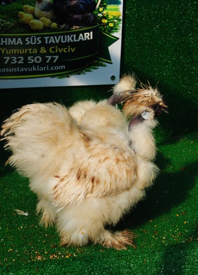 Kel Boyun Beyaz Habeş Kuluçkalık Yumurta