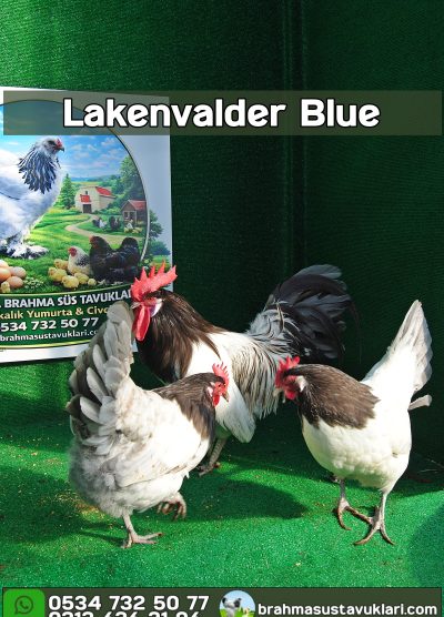 Lakenvalder Blue Kuluçkalık Yumurta Civciv İstanbul