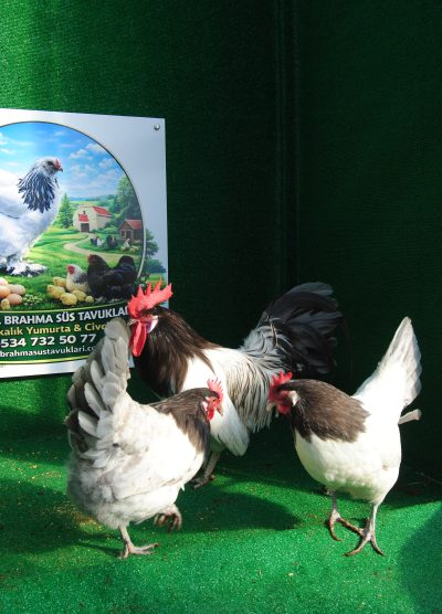 Lakenvalder Blue Kuluçkalık Yumurta