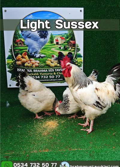 Light Sussex Kuluçkalık Yumurta