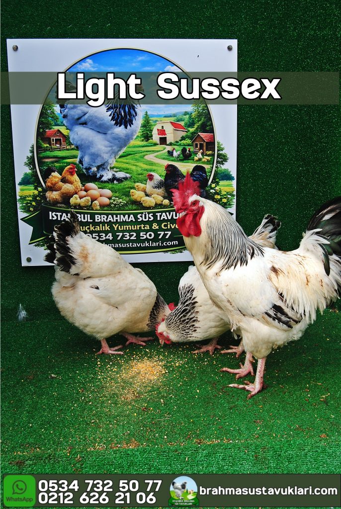 Light Sussex Kuluçkalık Yumurta