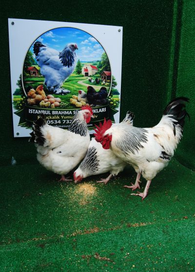 Süs Tavukları Kuluçkalık Yumurta Ve Civciv l İstanbul Süs Tavukları İstanbul Süs TAVUKLARI Light Sussex Kuluçkalık Yumurta