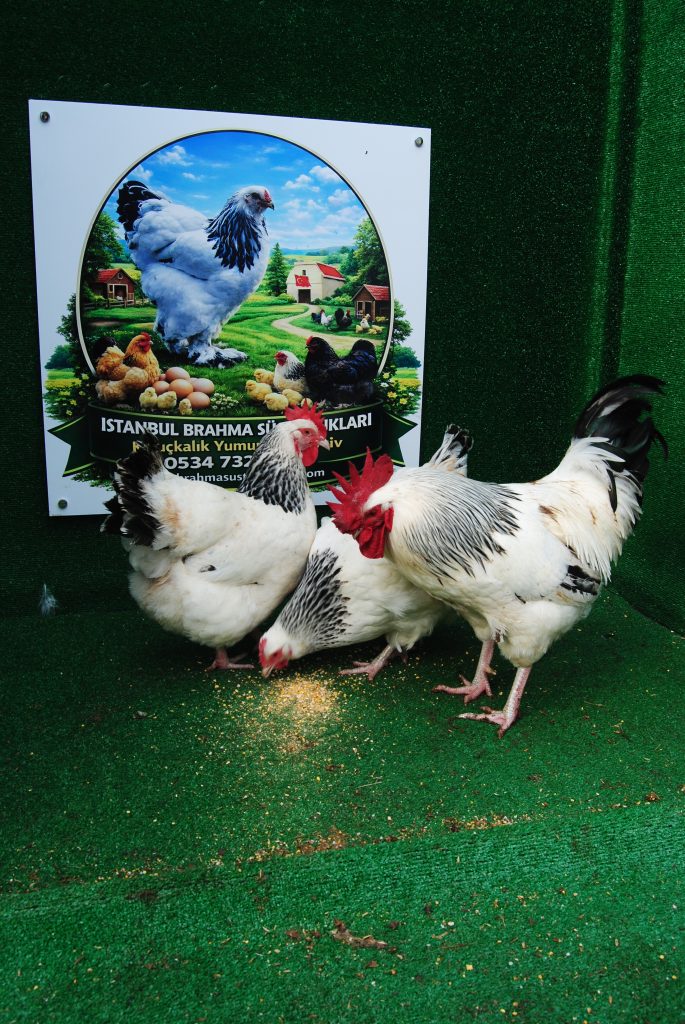 Light Sussex Kuluçkalık Yumurta