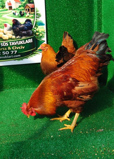 New Hampshire Kuluçkalık Yumurta