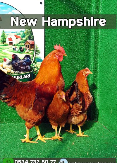 Süs Tavukları Kuluçkalık Yumurta Ve Civciv l İstanbul Süs Tavukları İstanbul Süs TAVUKLARI New hampshire Kuluçkalık Yumurta Civciv İstanbul