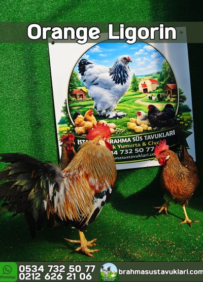 Orange Ligorin Kuluçkalık Yumurta Civciv İstanbul