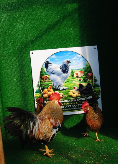 Orange Ligorin Kuluçkalık Yumurta