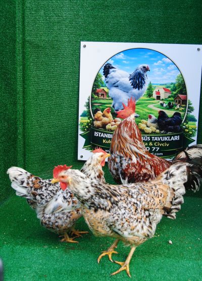 Porselen Ligorin Kuluçkalık Yumurta