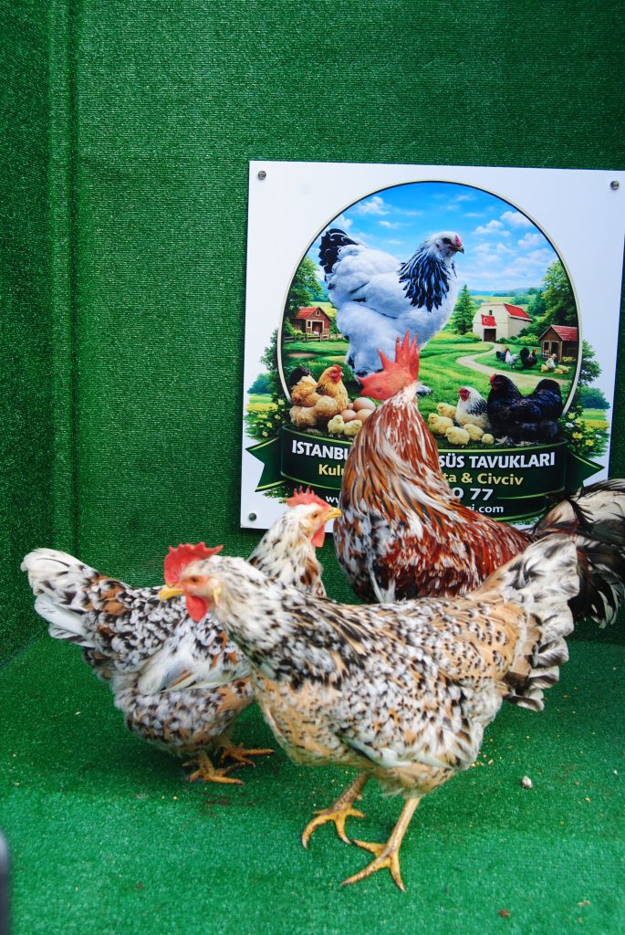 Porselen Ligorin Tavuk Özellikleri İstanbul Süs TAVUKLARI Porselen Ligorin Kuluçkalık Yumurta