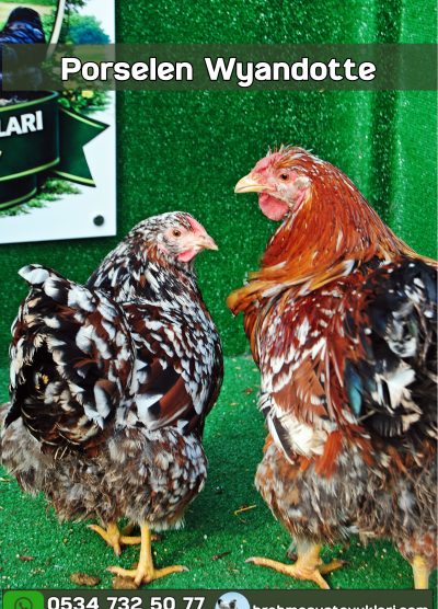 Porselen Wyandotte Kuluçkalık Yumurta Civciv İstanbul