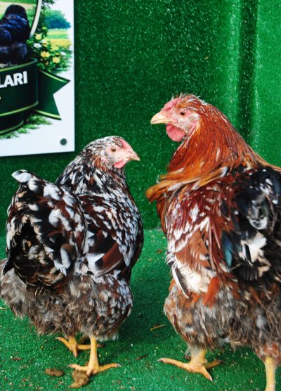 Porselen Wyandotte Kuluçkalık Yumurta