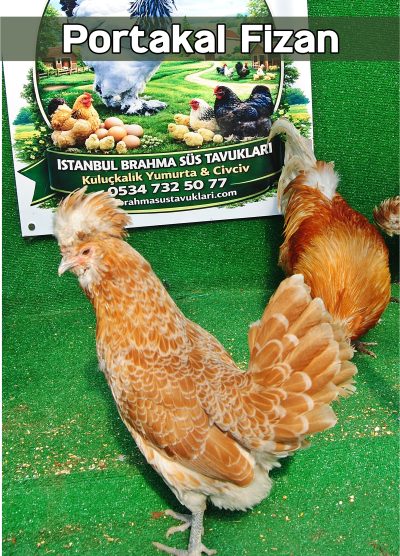 Portakal Fizan Kuluçkalık Yumurta