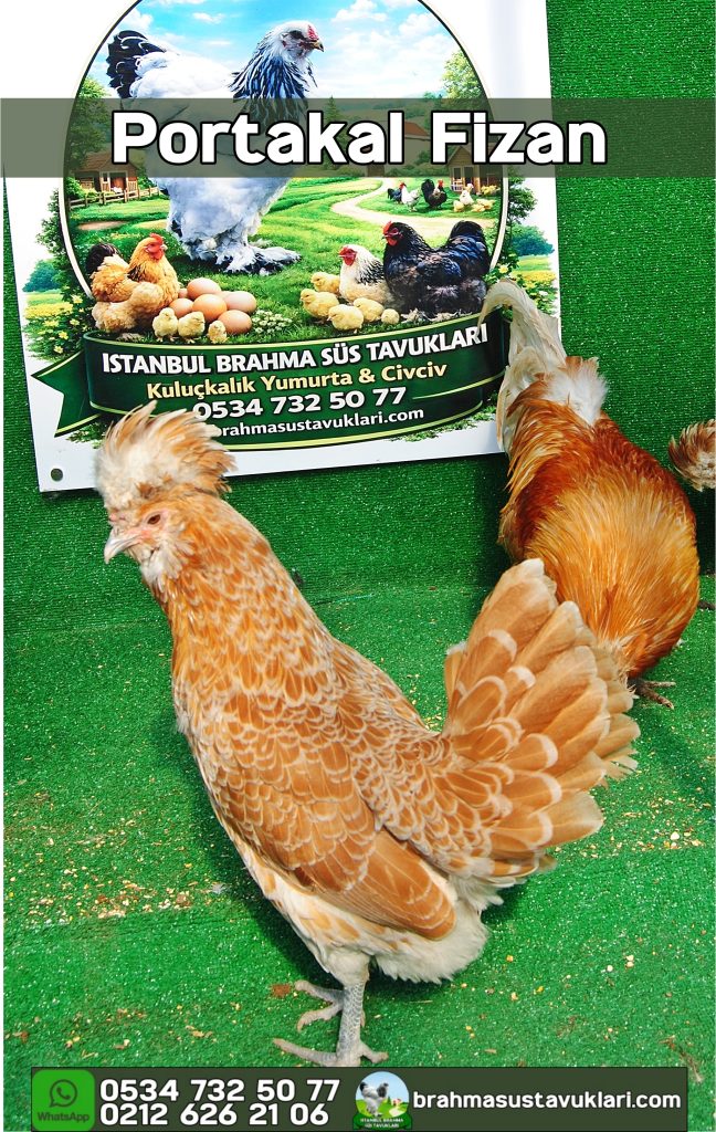 Portakal Fizan Tavuk Özellikleri