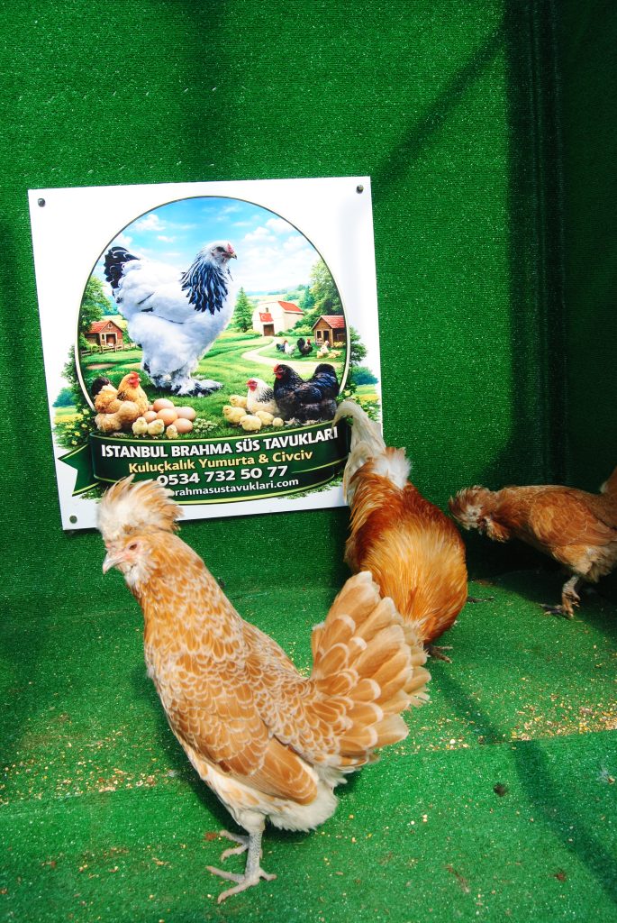 Portakal Fizan Tavuk Özellikleri