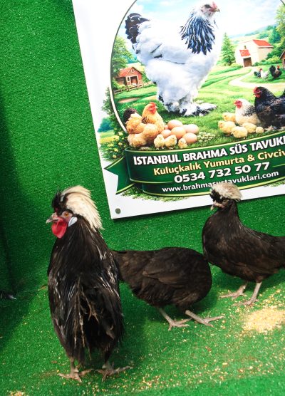 Rahibe Fizan Kuluçkalık Yumurta