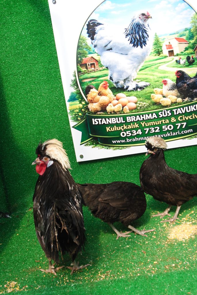 Rahibe Fizan Tavuk Özellikleri