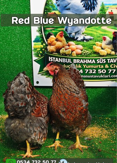 Red Blue Wyandotte Kuluçkalık Yumurta