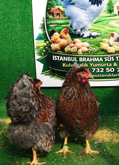 Red Blue Wyandotte Kuluçkalık Yumurta