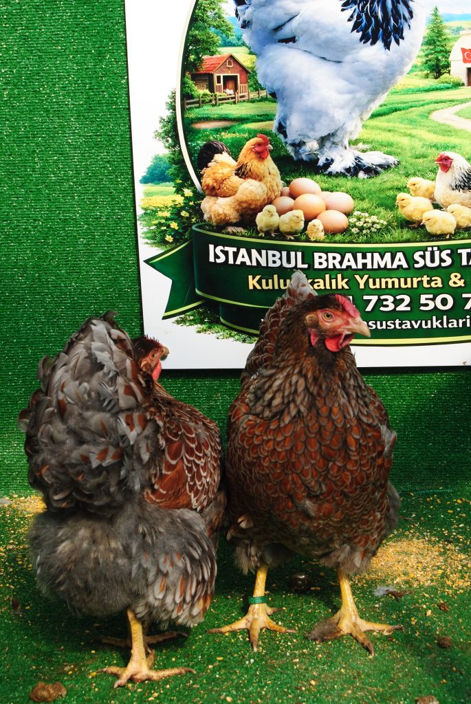 Red Blue Wyandotte Tavuk Özellikleri