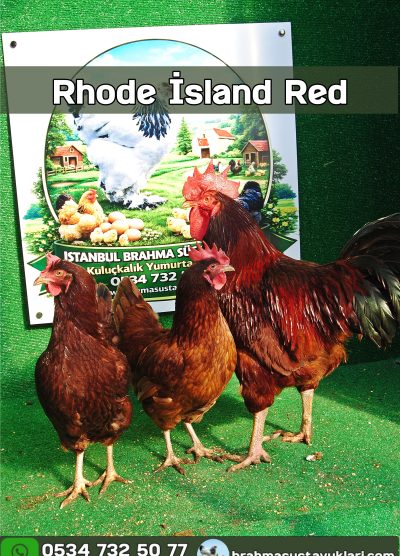 Rhode island Red Kuluçkalık Yumurta
