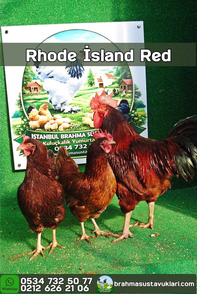 Rhode İsland Red Kuluçkalık Yumurta