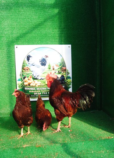 Rhode island Red Kuluçkalık Yumurta