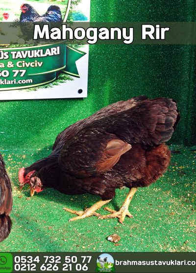 Süs Tavukları Kuluçkalık Yumurta Ve Civciv l İstanbul Süs Tavukları İstanbul Süs TAVUKLARI Rir Mahogany Salmon Favorelles Kuluçkalık Yumurta Civciv İstanbul