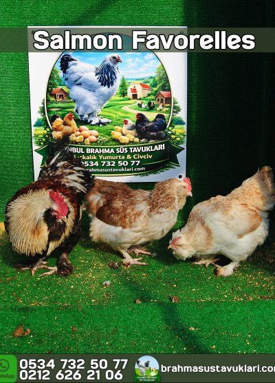 Salmon Faverolles Kuluçkalık Yumurta