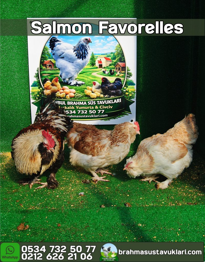 Salmon Faverolles Kuluçkalık Yumurta