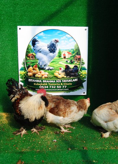 Salmon Faverolles Kuluçkalık Yumurta