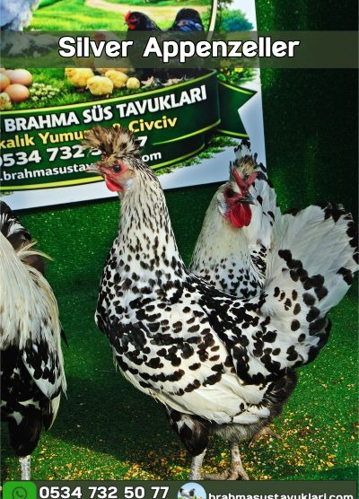 Silver Appenzeller Kuluçkalık Yumurta