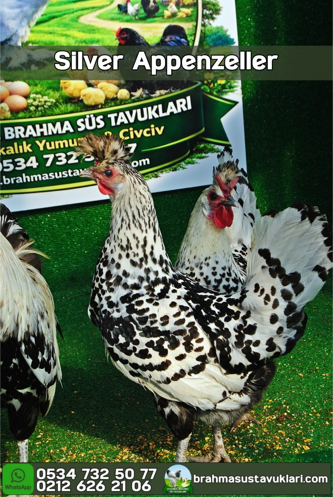 Silver Appenzeller Tavuk Özellikleri