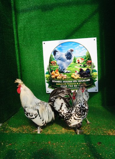 Süs Tavukları Kuluçkalık Yumurta Ve Civciv l İstanbul Süs Tavukları İstanbul Süs TAVUKLARI Silver Appenzeller Kuluçkalık Yumurta