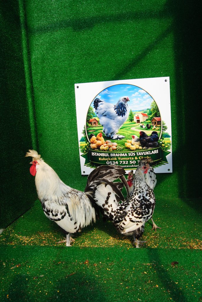 Silver Appenzeller Tavuk Özellikleri