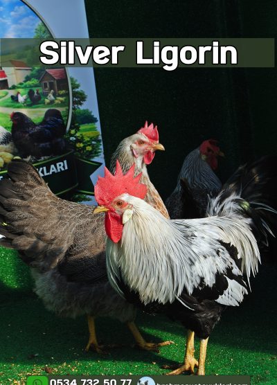 Silver Ligorin Kuluçkalık Yumurtası