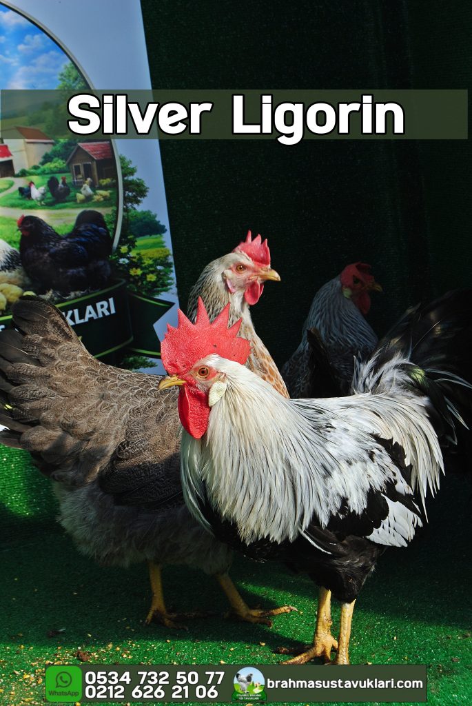 Silver Ligorin Kuluçkalık Yumurtası