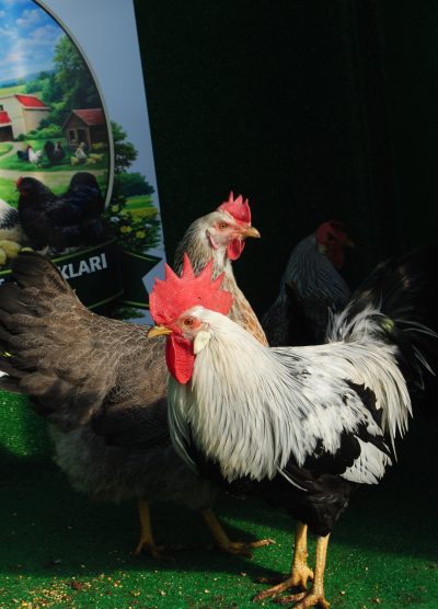 Silver Ligorin Kuluçkalık Yumurtası