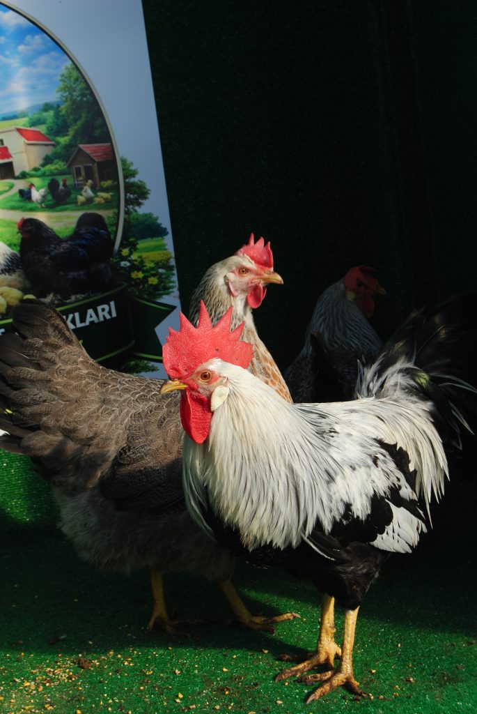 Silver Ligorin Kuluçkalık Yumurtası