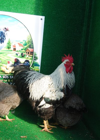 Silver Pencilled Rock Kuluçkalık Yumurta