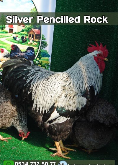 Süs Tavukları Kuluçkalık Yumurta Ve Civciv l İstanbul Süs Tavukları İstanbul Süs TAVUKLARI Silver Pencilled Rock Kuluçkalık Yumurta Civciv İstanbul