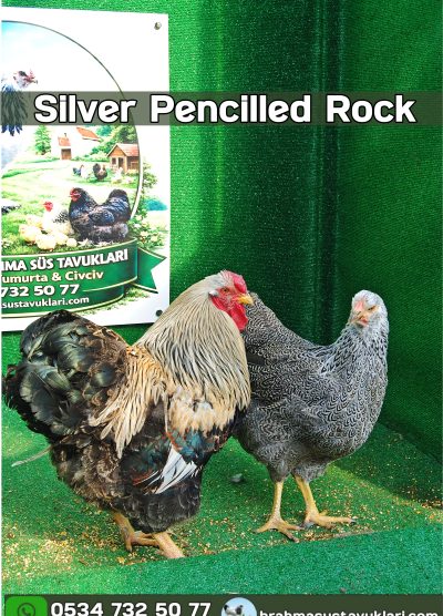 Silver Pencilled Wyandotte Kuluçkalık Yumurta Civciv İstanbul