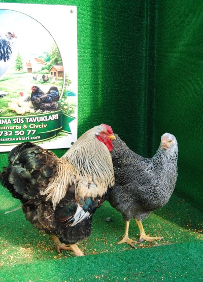 Silver Pencilled Wyandotte Kuluçkalık Yumurta