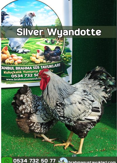 Silver Wyandotte Kuluçkalık Yumurta