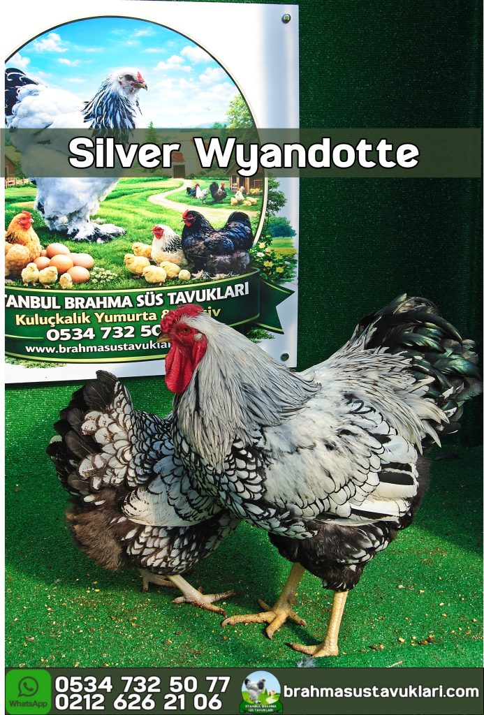 Silver Wyandotte Tavuk Özellikleri İstanbul Süs TAVUKLARI Silver Wyandotte Kuluçkalık Yumurta